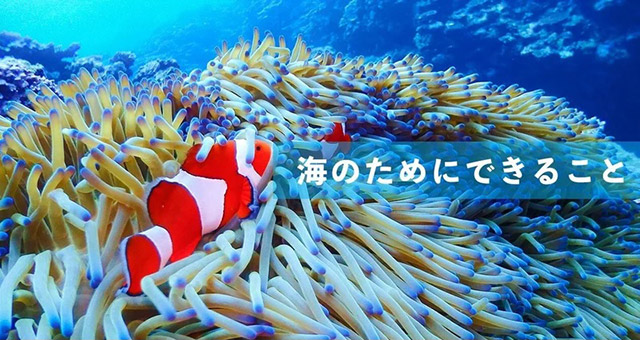 企業公式note 「海の音 - umi no oto -」のイメージ写真です。イソギンチャクとクマノミが写っています。